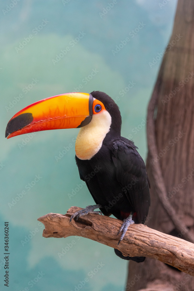 Fototapeta premium toucan on a branch