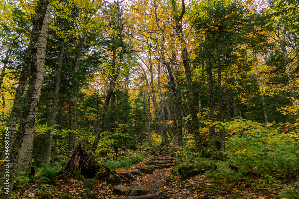 Obraz premium autumn in the forest
