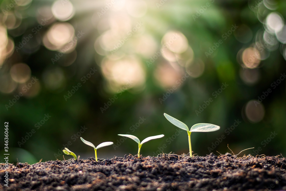 Small trees with green leaves grow naturally, the concept of agriculture and sustainable plant growth. Small trees with green leaves grow naturally, the concept of agriculture and sustainable plant growth.