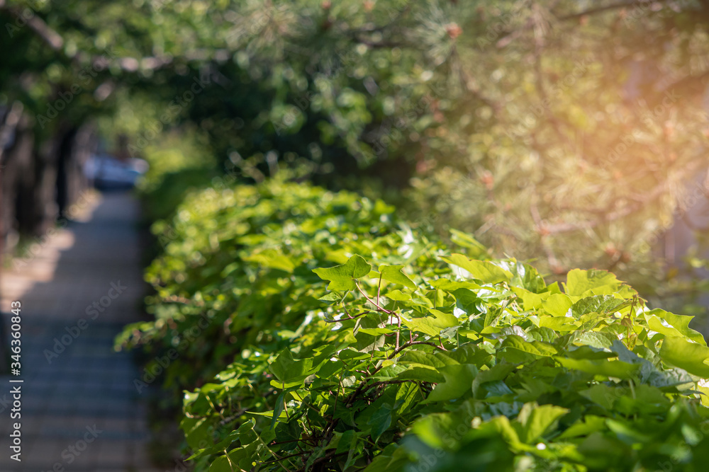 a narrow path with Ivy green leaf growing beautifully over the fence. a narrow path with Ivy green leaf growing beautifully over the fence.