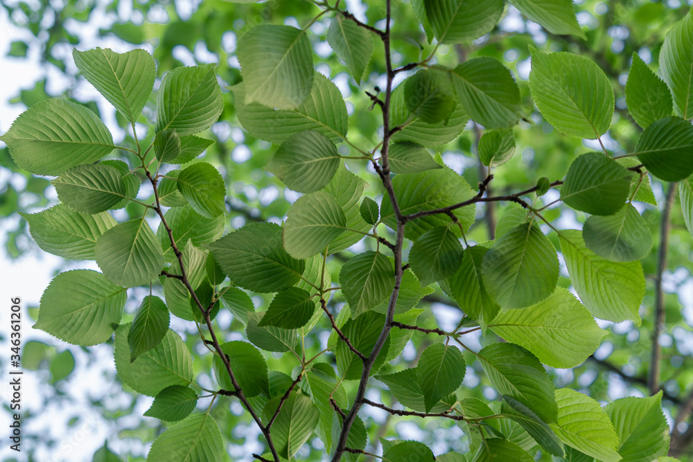 fresh healthy green leaf growing in the spring forest. fresh healthy green leaf growing in the spring forest.