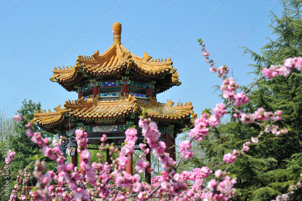 Sakura on the background of a traditional Chinese temple.