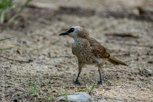 Lovely Yellow-vented bulbul