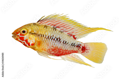 Dwarf cichlid Aquarium Fish Apistogramma hongsloi