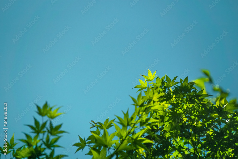 Close up of green maple leaf 緑色のもみじの葉のクローズアップ Close up of green maple leaf 緑色のもみじの葉のクローズアップ