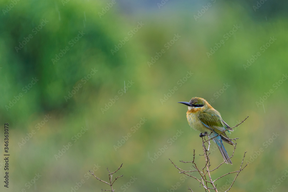 one lovely Blue tailed bee-eater (Merops philippinus) perched in the rain one lovely Blue tailed bee-eater (Merops philippinus) perched in the rain