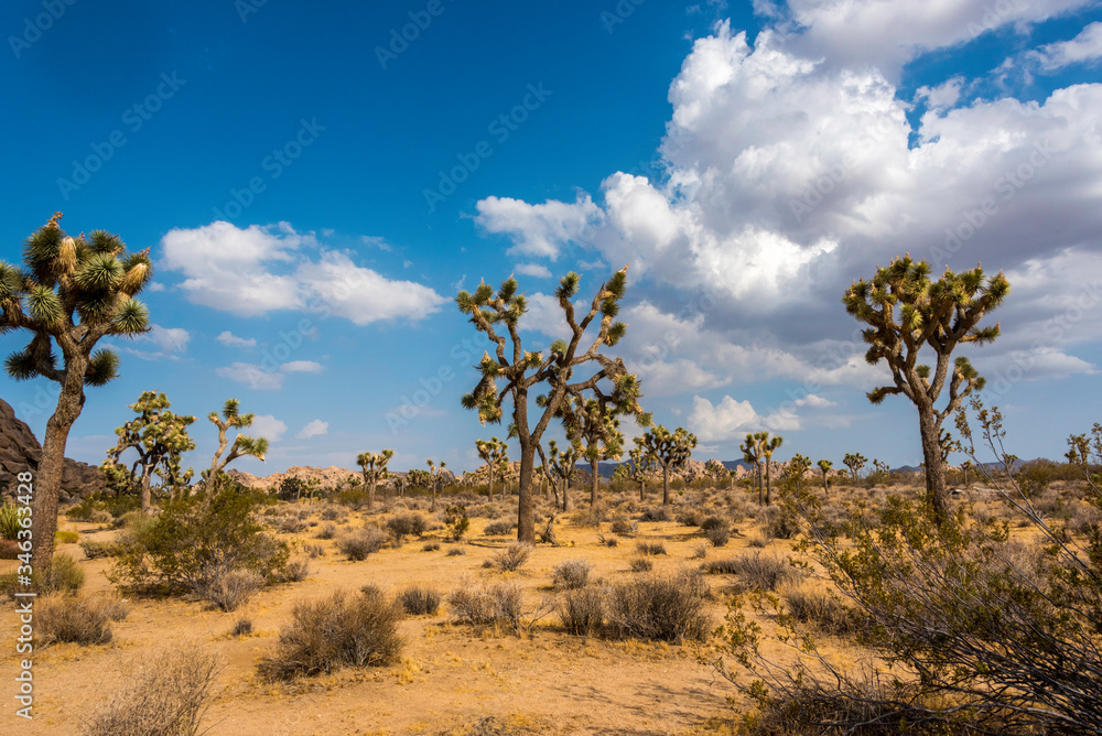 joshua tree national park california