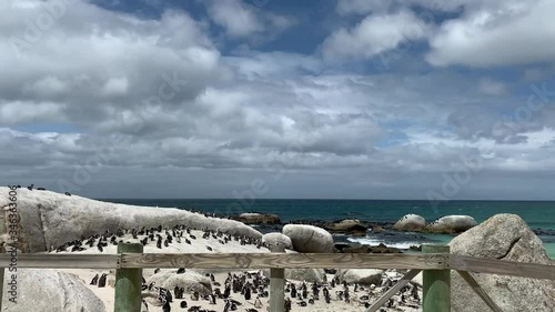 Boulders beach with a lot of penguins