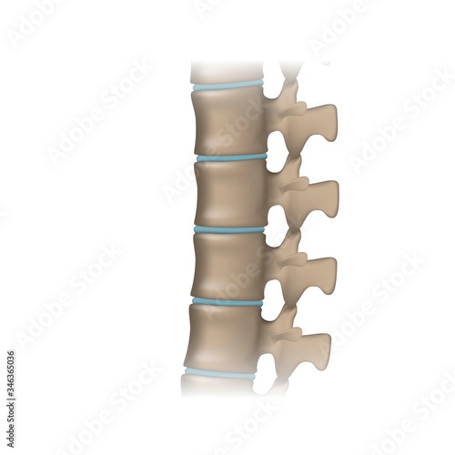 Human spine anatomy, orthopedics and bone health
