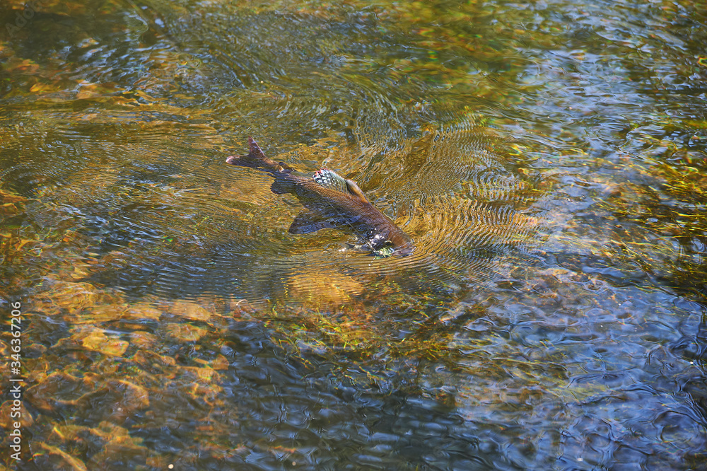 Fototapeta premium Grayling caught on a hook in a transparent river. Fly fishing in Siberia.