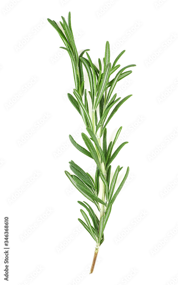Obraz premium Fresh rosemary sprig isolated over white background
