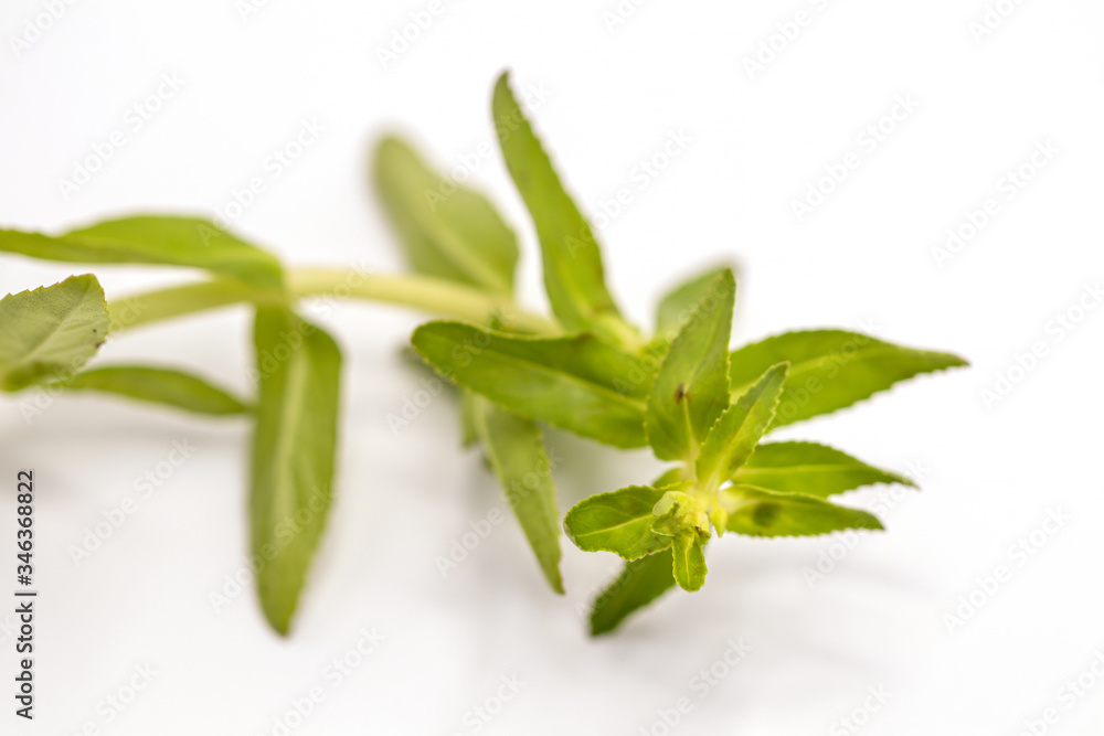 Close up Limnophila geoffrayi Bonati or Limnophila aromatica vegetable isolate on white background.Local name in Thailand call Close up Limnophila geoffrayi Bonati or Limnophila aromatica vegetable isolate on white background.Local name in Thailand call