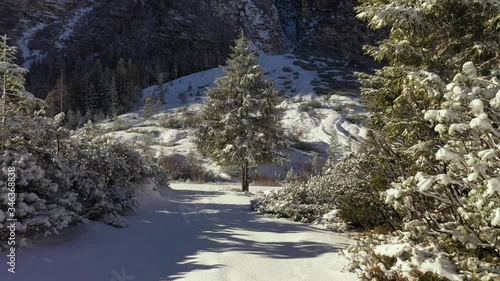 Winter forest in Fannes-Sennes national park, Italy. Old tracks are already covered with the blanket of snow. A solitary pine tree standing in the opening, casting a shadow on the snow. photo