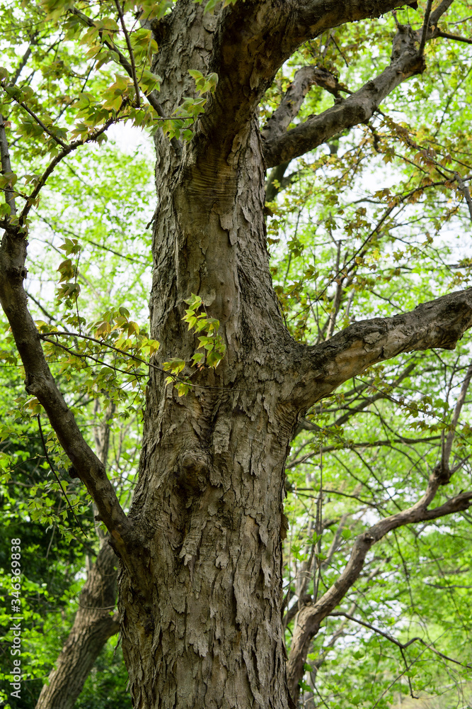 トウカエデの幹のささくれ／Acer buergerianum 