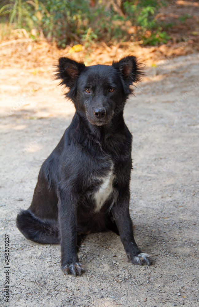 Fototapeta premium A black dog sitting looking