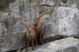 Two male Alpine ibexes