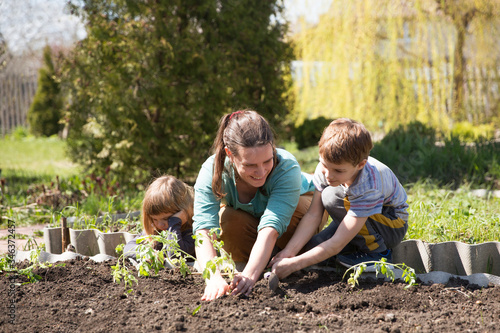 Mom and two kids planting seedling In ground on allotment in garden