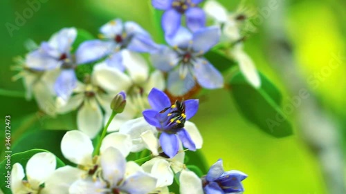 Lignum vitae blue white flowers blooming in garden and bee is finding nectar photo