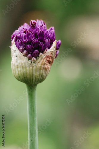 close up of a purple flower