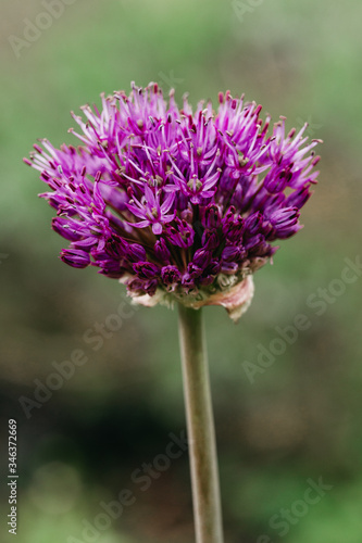 macro of a purple thistle flower