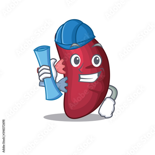 Cartoon character of human spleen brainy Architect with blue prints and blue helmet