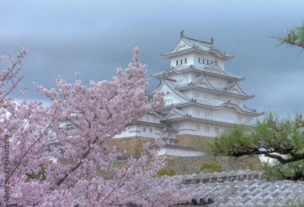 White Castle Himeji Castle in cherry blooson sakura blooming in the front White Castle Himeji Castle in cherry blooson sakura blooming in the front