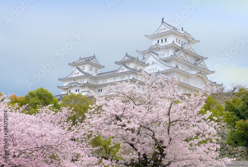 White Castle Himeji Castle in cherry blooson sakura blooming in the front photo