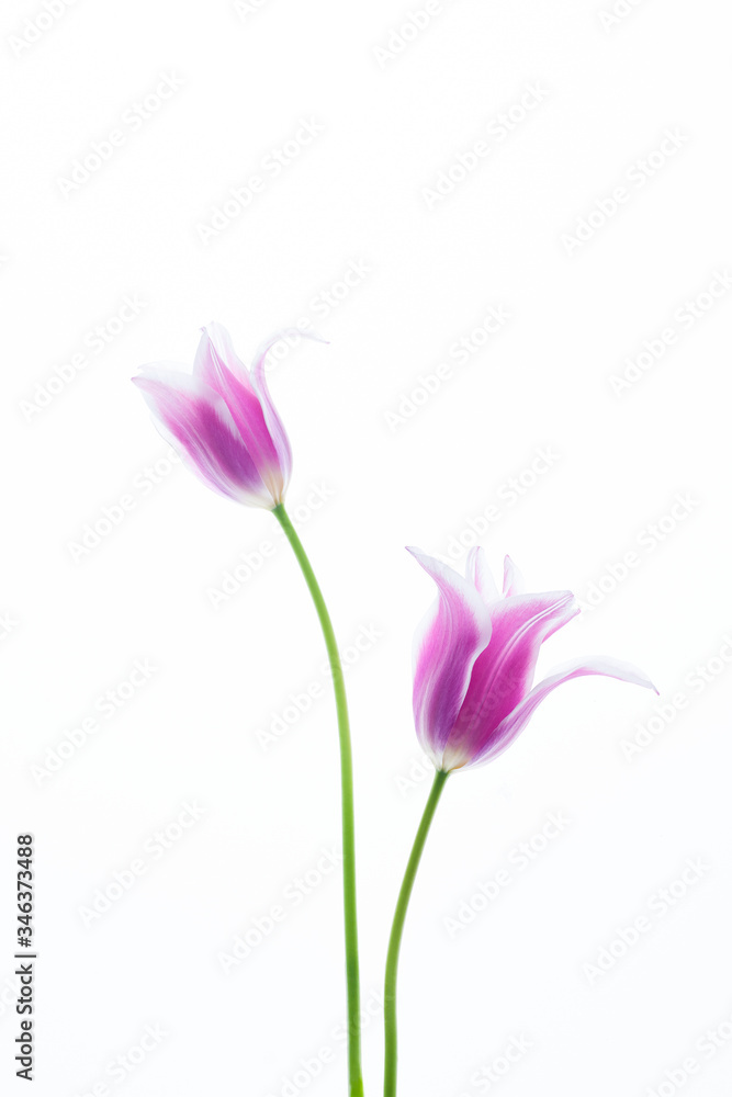 Flowers Flowers