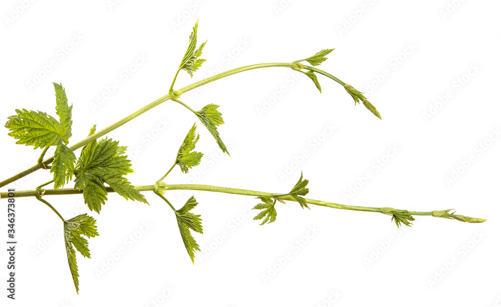 Fototapeta premium Sprouts of young hops with leaves on an isolated white background. Hops plant branches isolate