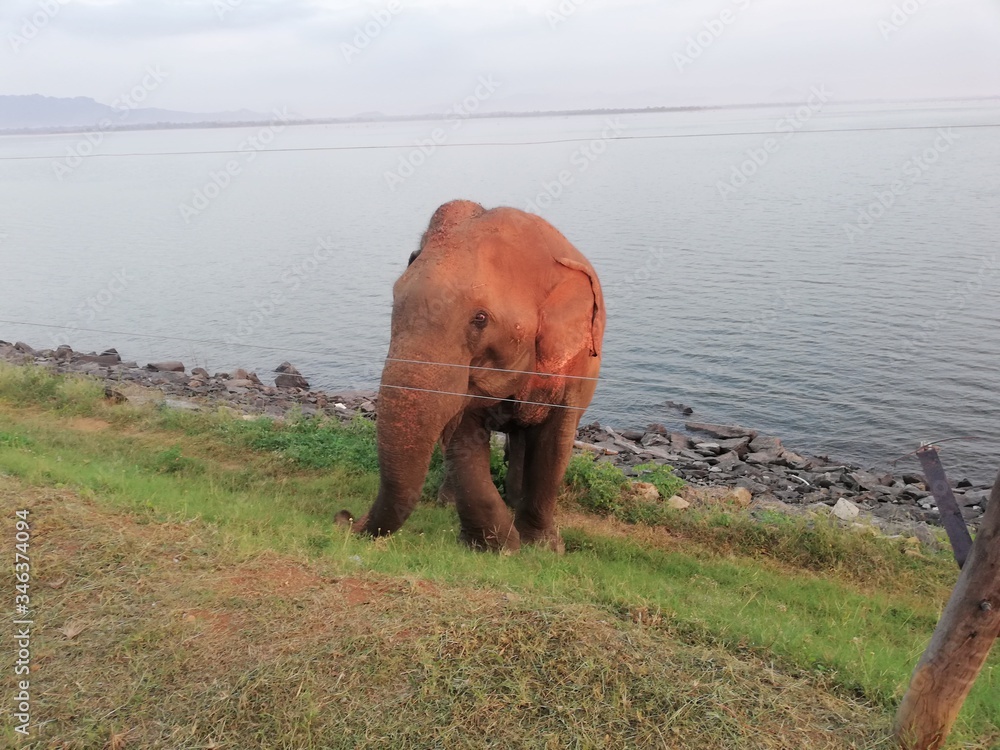 Obraz premium elephant
