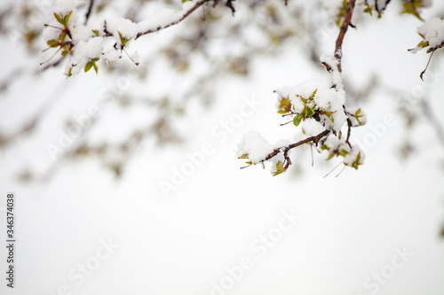 Spring blossom under the snow. Branches with bloomed cherry flowers under late snow.