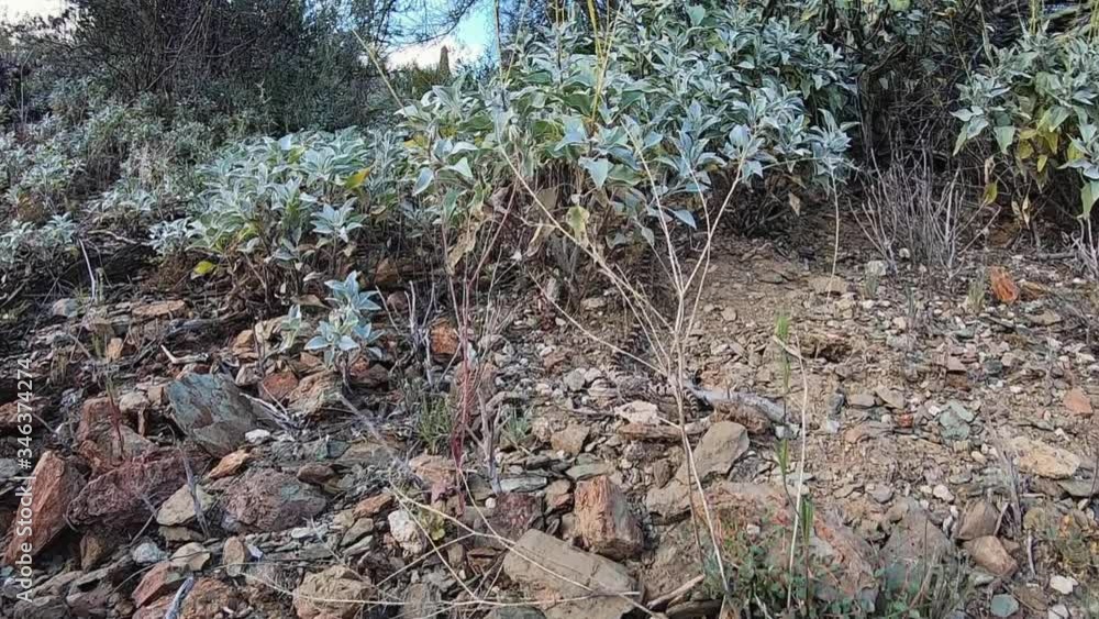 A king snake slithers across the desert floor to hid in a clump of brush, Scottsdale, Arizona. A king snake slithers across the desert floor to hid in a clump of brush, Scottsdale, Arizona.