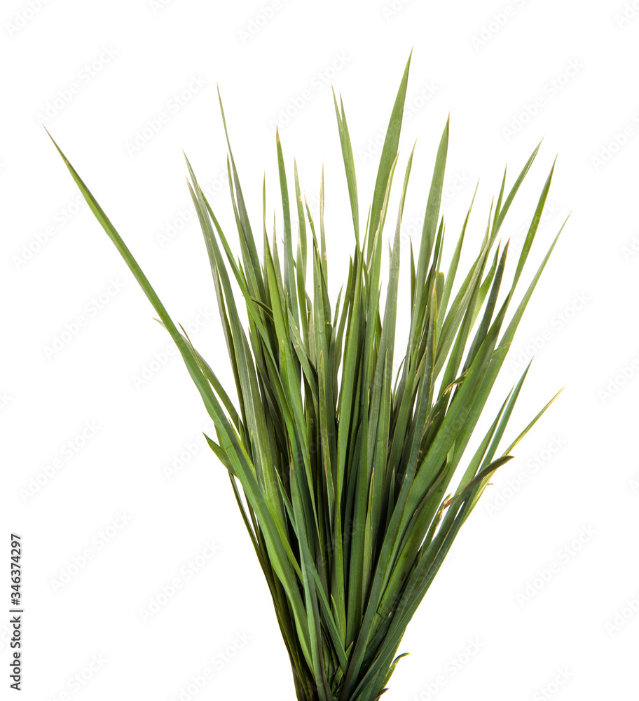 A bunch of green grass on an isolated white background. Close-up.