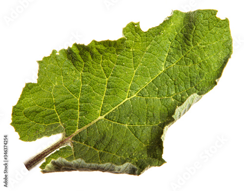 Close-up of burdock leaves on an isolated white background. Green foliage, isolate