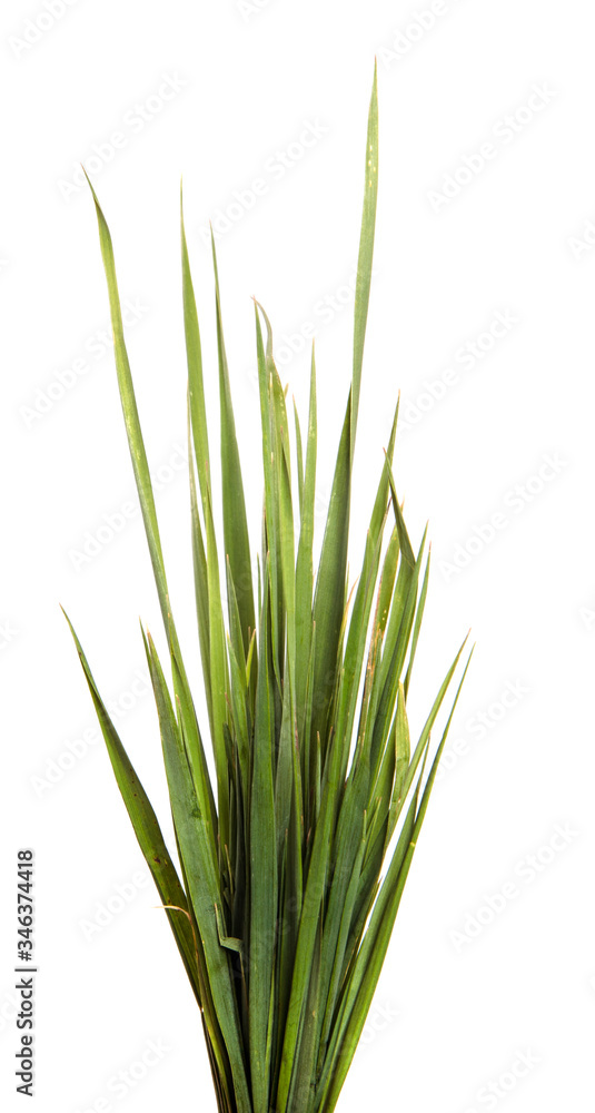 A bunch of green grass on an isolated white background. Close-up. A bunch of green grass on an isolated white background. Close-up.