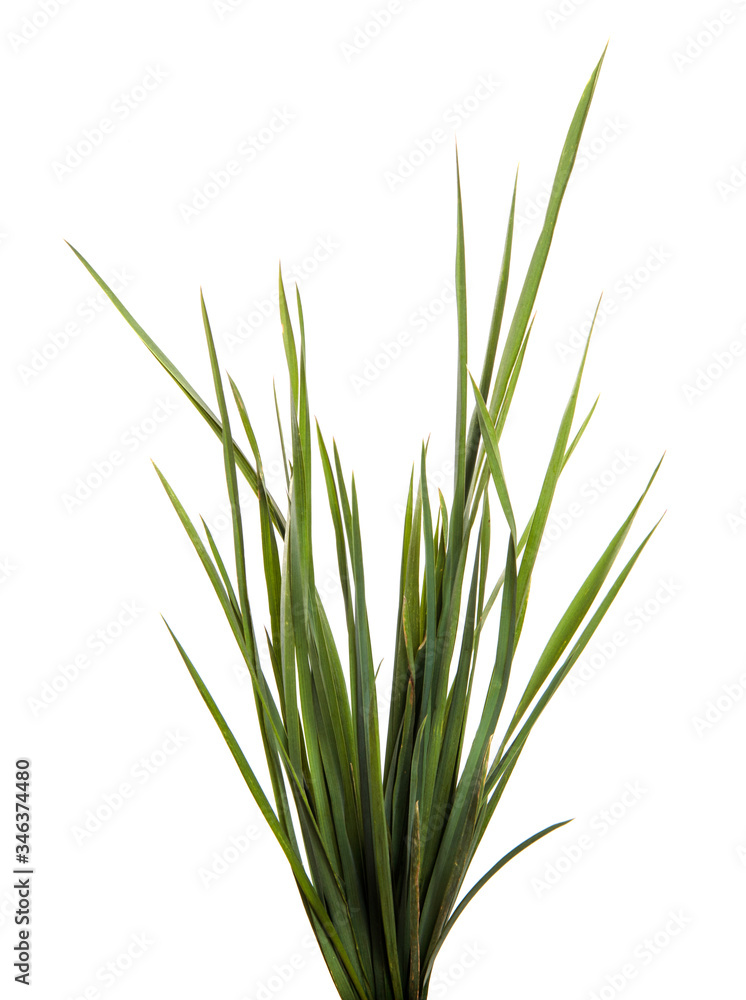 A bunch of green grass on an isolated white background. Close-up.