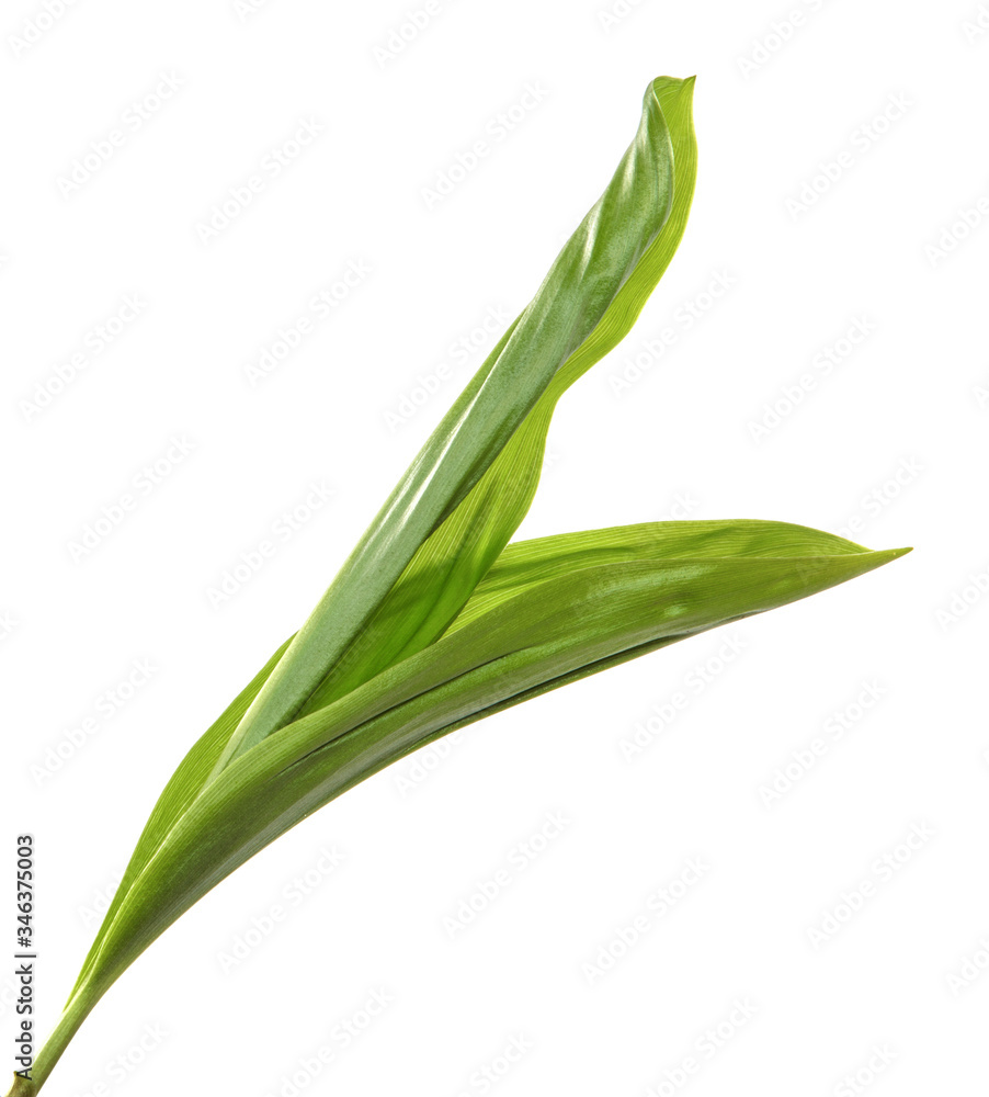 Lily of the valley flower leaves on an isolated white background. Close-up.may-lily Lily of the valley flower leaves on an isolated white background. Close-up.may-lily