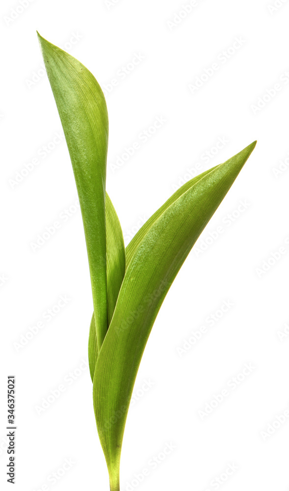 Lily of the valley flower leaves on an isolated white background. Close-up.may-lily Lily of the valley flower leaves on an isolated white background. Close-up.may-lily
