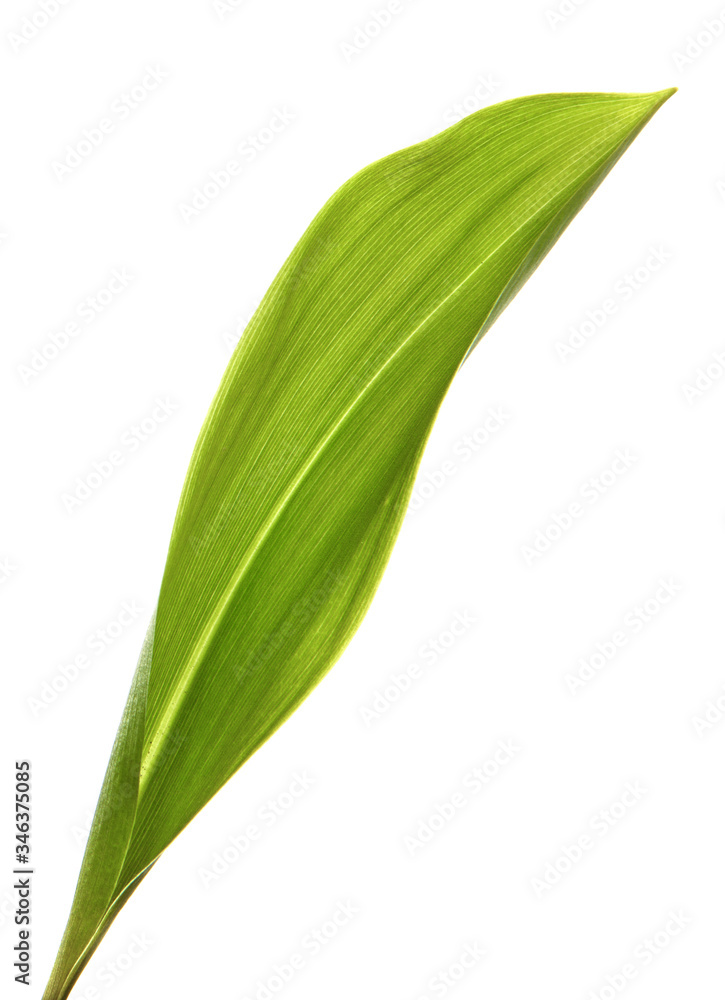 Obraz premium Lily of the valley flower leaves on an isolated white background. Close-up.may-lily