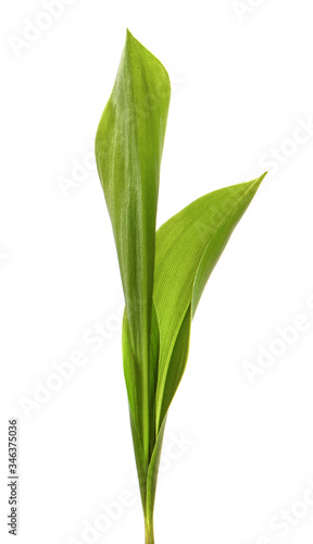 Lily of the valley flower leaves on an isolated white background. Close-up.may-lily