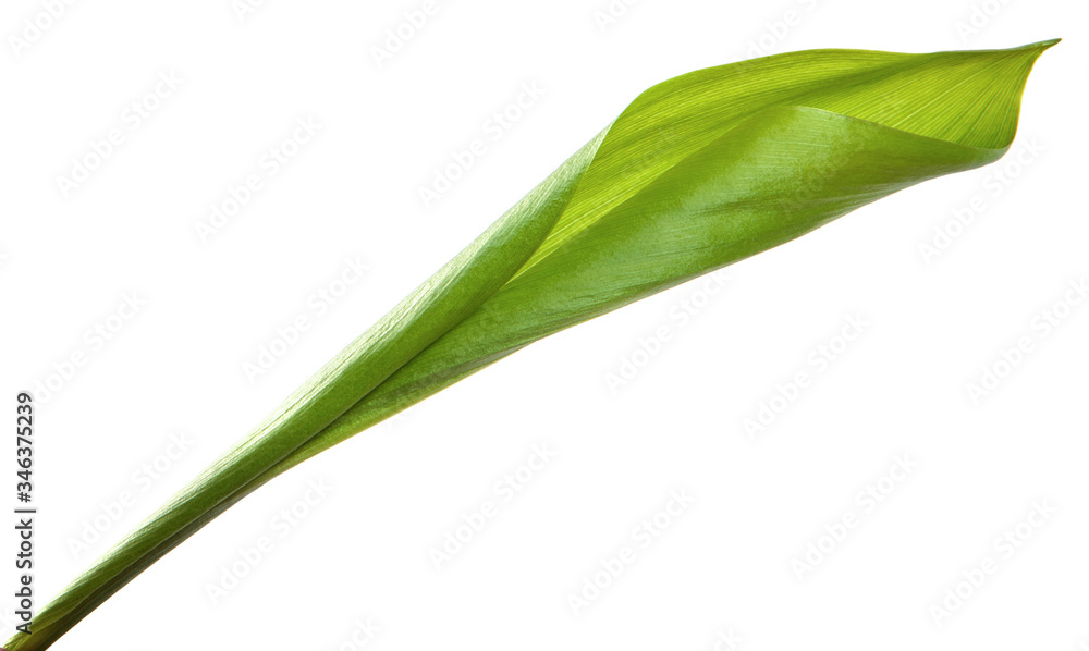 Lily of the valley flower leaves on an isolated white background. Close-up.may-lily Lily of the valley flower leaves on an isolated white background. Close-up.may-lily