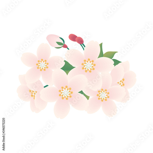 桜の花