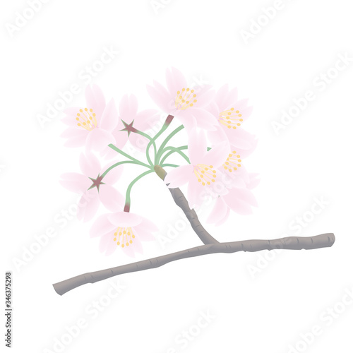 桜の花