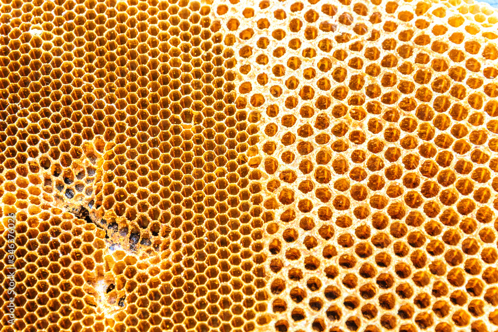 honeycomb honeycomb