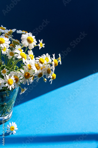 Bouquet of white camomile in a glass cup on a white wooden background. Copy spase.