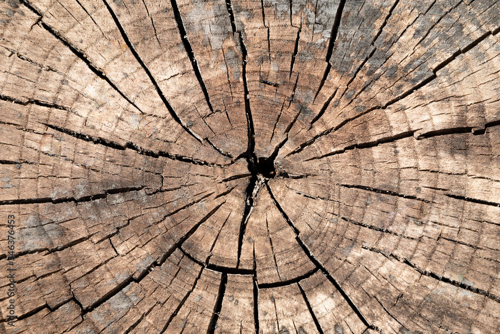 Old stump. Texture, background. Dark cracks in the stump.