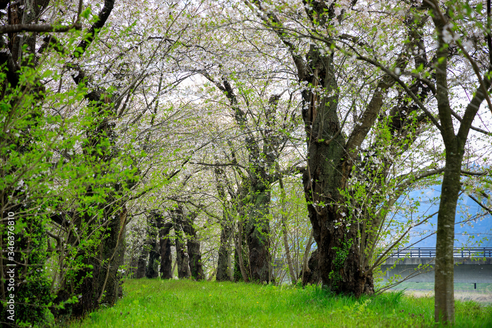 Obraz premium 桜並木