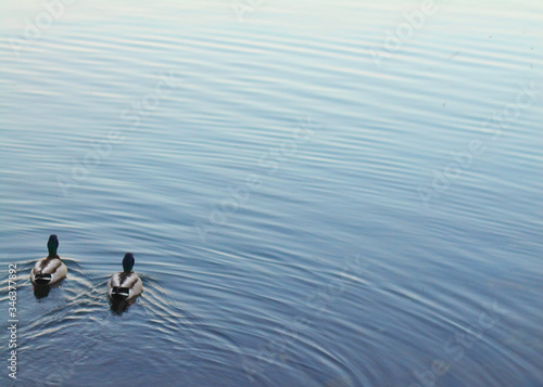 Ducks swimming