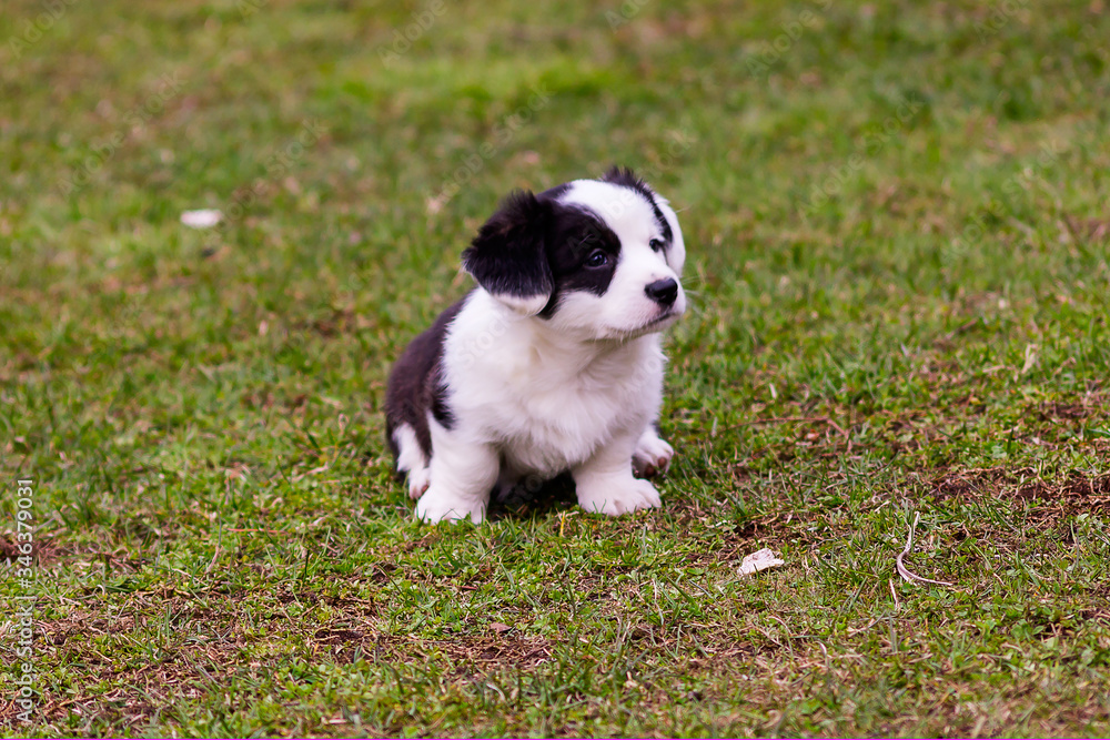 A two-color 1.5-month-old Corgi puppy walks on a green spring lawn.