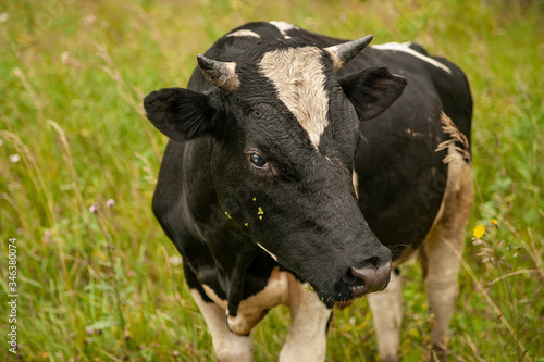a black cow with a white spot on his forehead stands on the meadow